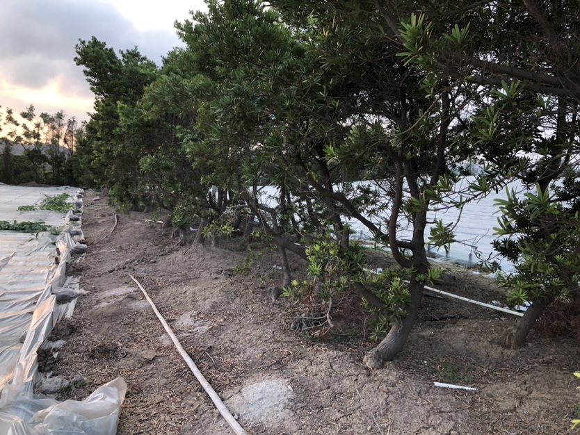 左侧为野生罗汉松:生长于陡峭岩壁,树干扭曲,表皮粗糙,根系紧贴岩石;右侧为人工栽培罗汉松:位于平整土地,树形对称,基部有围堰,地面铺设石板,背景可见现代建筑 野生罗汉松与人工栽培对比图