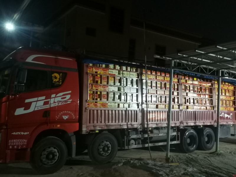 海南25小蜜大量供应，有需要的老板联系。。