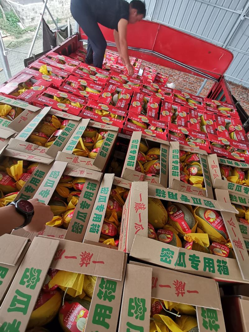 海南25小蜜大量供应，有需要的老板联系。。