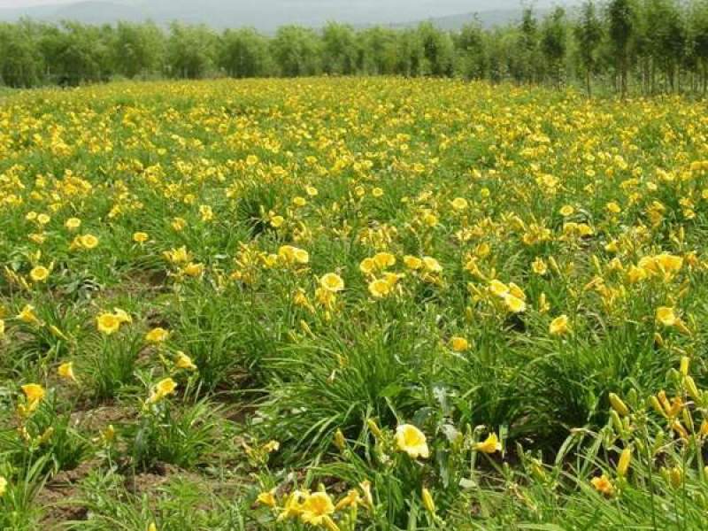 金娃娃萱草大花萱草地被花卉量大可以优惠自己苗圃苗