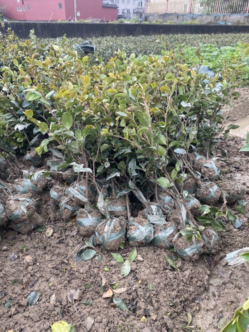 茶梅苗茶梅小毛球茶梅精球规格齐全现挖现发