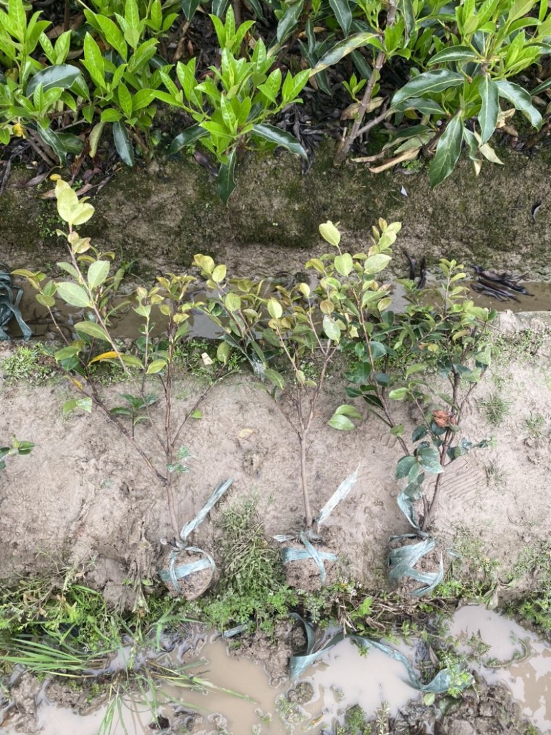 茶梅苗茶梅小毛球茶梅精球规格齐全现挖现发
