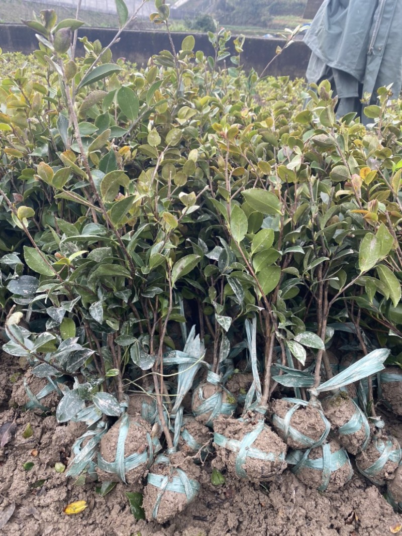 茶梅苗茶梅小毛球茶梅精球规格齐全现挖现发