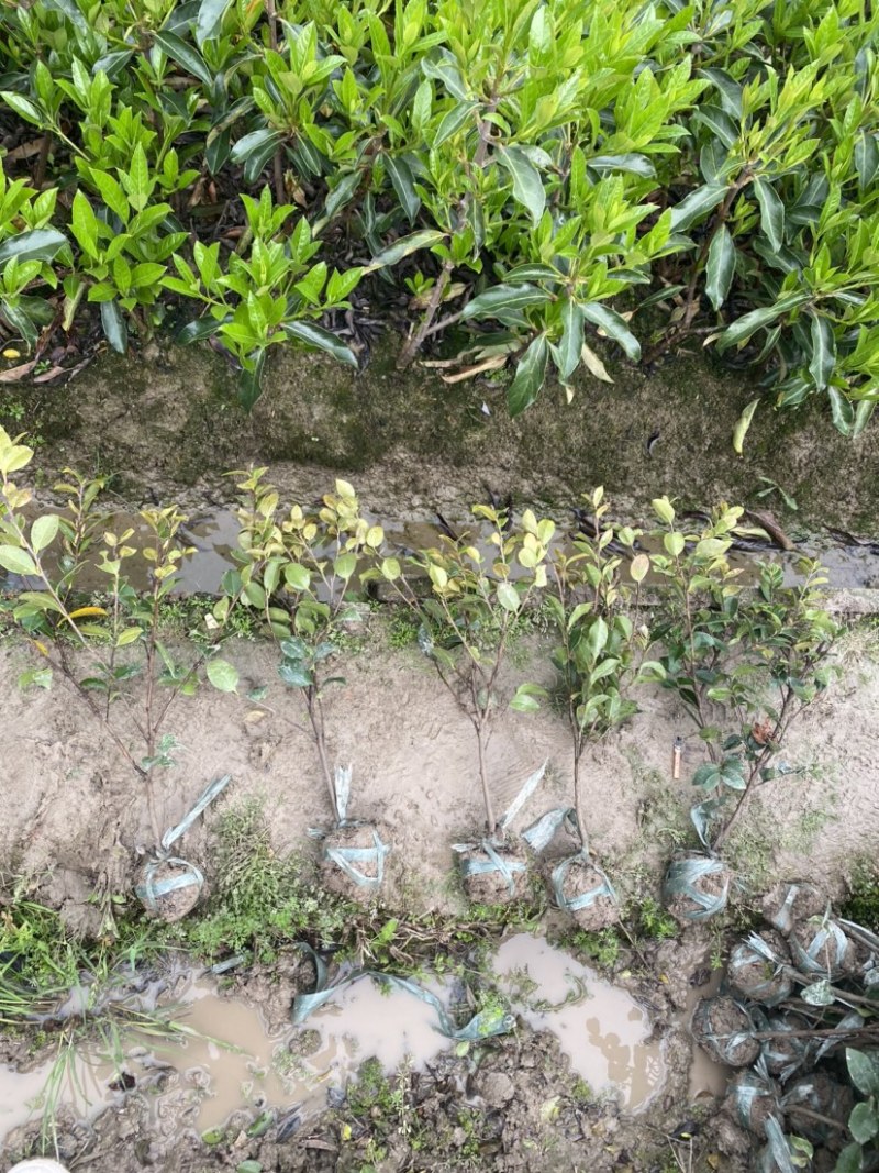 茶梅苗茶梅小毛球茶梅精球规格齐全现挖现发