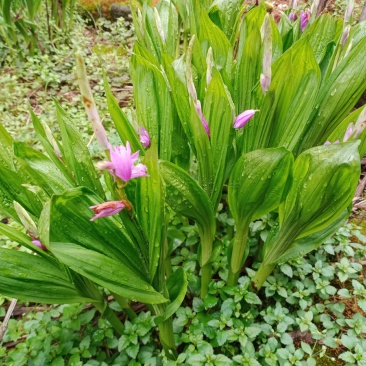 专心种植纯种紫花三叉白芨种苗，全野生栽种，不做温室大棚苗