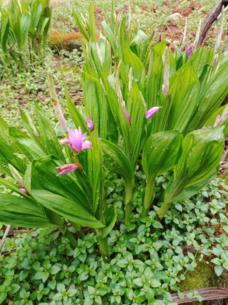 专心种植纯种紫花三叉白芨种苗，全野生栽种，不做温室大棚苗