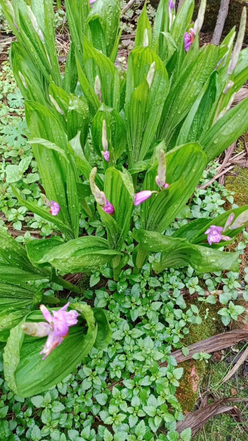 专心种植纯种紫花三叉白芨种苗，全野生栽种，不做温室大棚苗