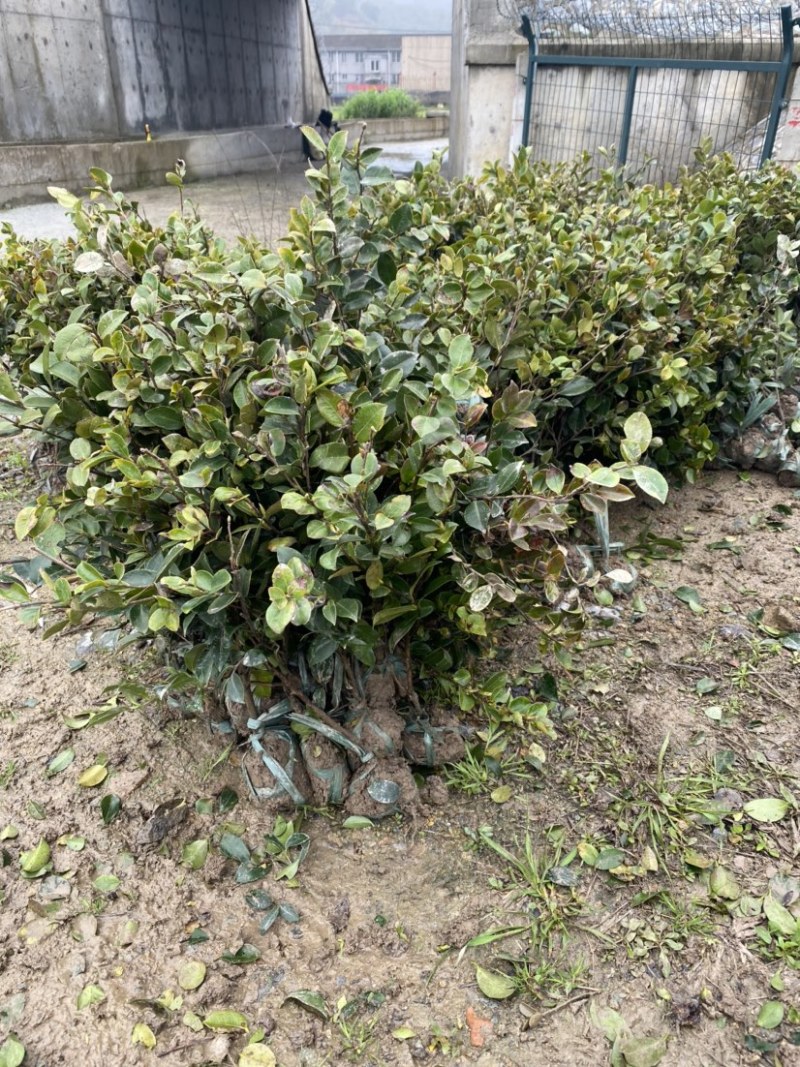 茶梅苗茶梅小毛球茶梅精球规格齐全现挖现发