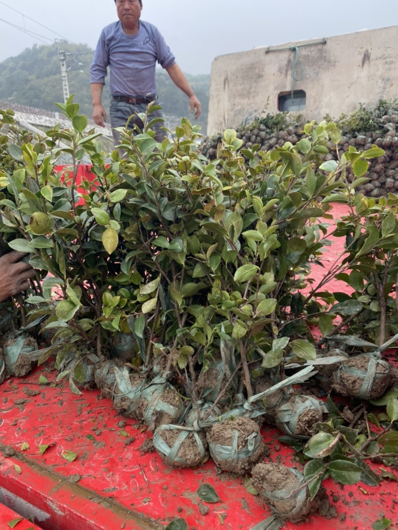 茶梅苗茶梅小毛球茶梅精球规格齐全现挖现发
