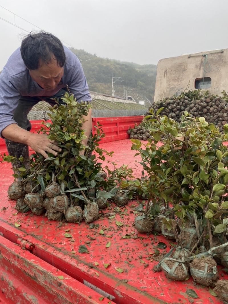 茶梅苗茶梅小毛球茶梅精球规格齐全现挖现发