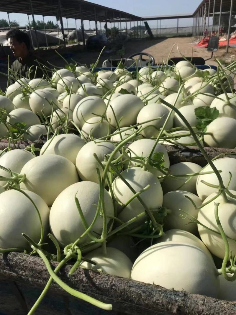 玉菇甜瓜冰清玉菇产地直供一手货源，大量现货