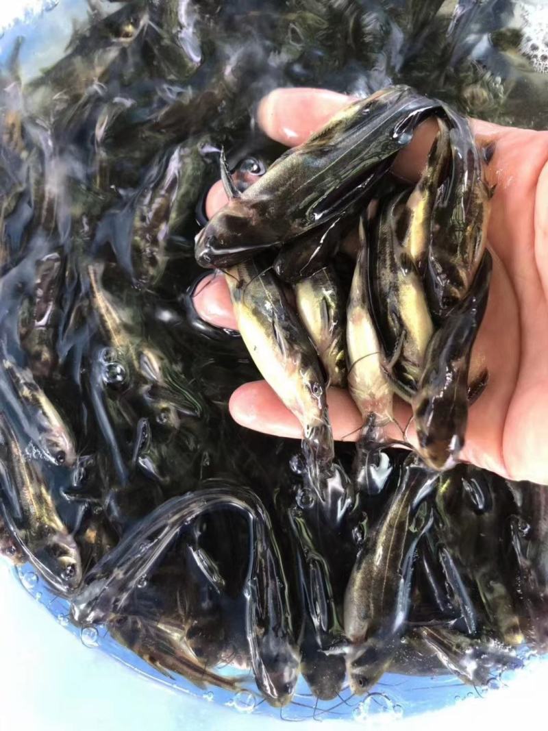 黄颡鱼鱼苗，黄骨鱼苗
