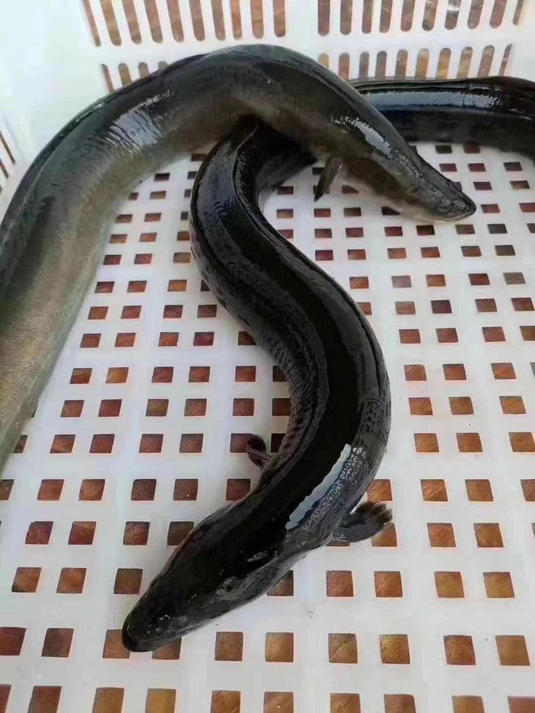 鳗鱼 白鳝 河鳗 乌尔曼