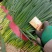 热卖中细叶小葱50公分左右质量好价格低一手货源可视频看货