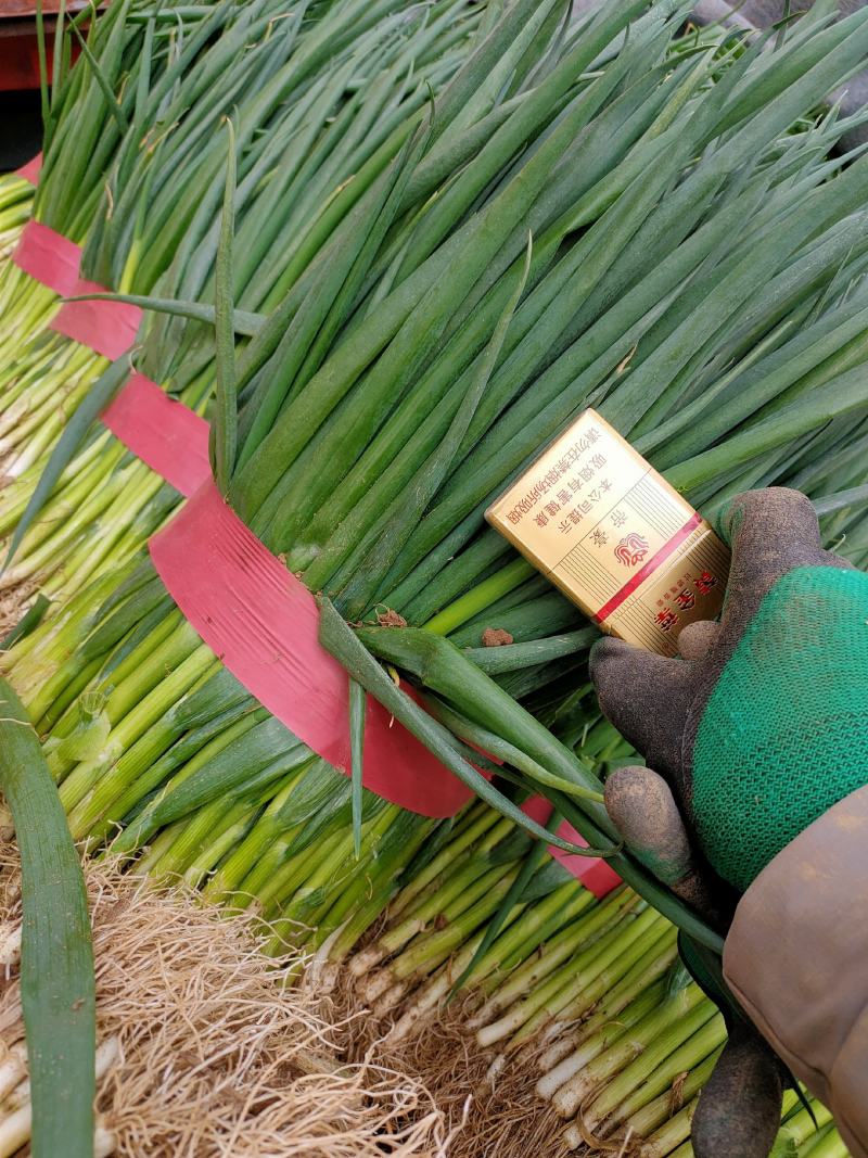 热卖中细叶小葱50公分左右质量好价格低一手货源可视频看货