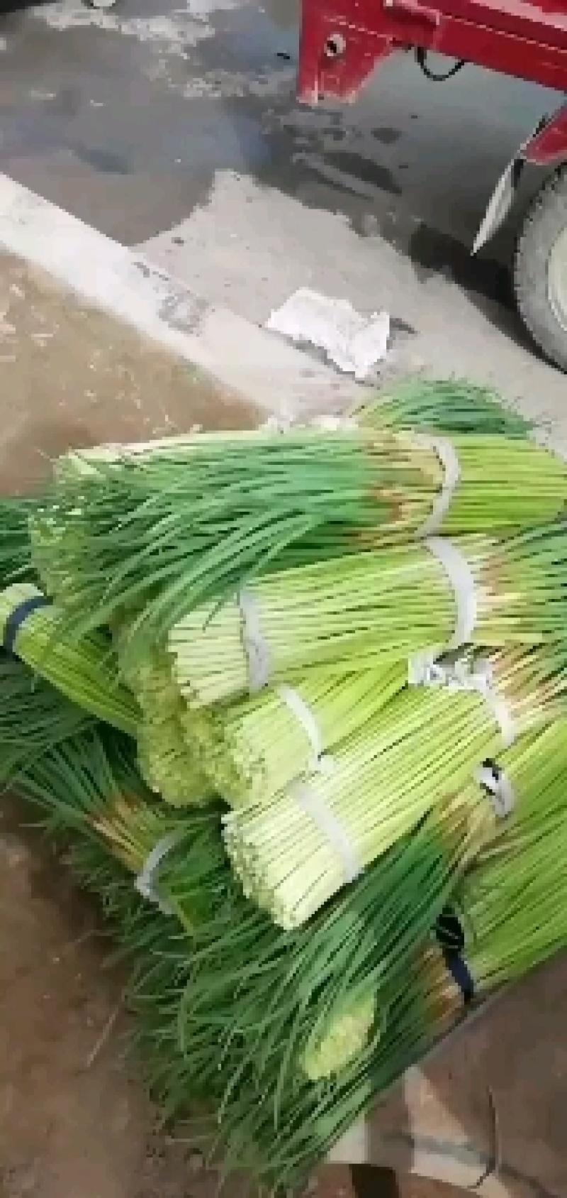 早熟蒜苔大量上市，欢迎骚扰