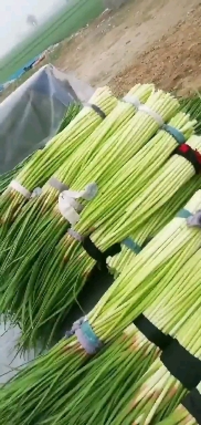 早熟蒜苔大量上市，欢迎骚扰