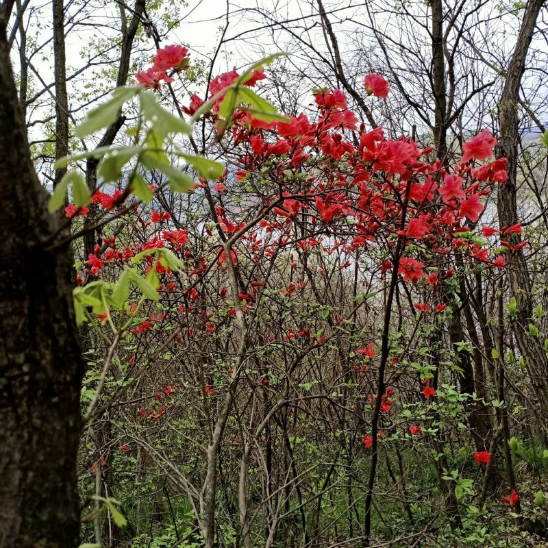 映山红因其开花在杜鹃鸟鸣叫之时。故又名杜鹃花。