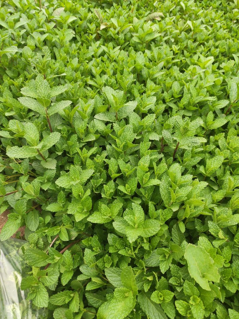 薄荷，嫩薄荷头，盘饰薄荷，装饰薄荷，红杆绿叶薄荷