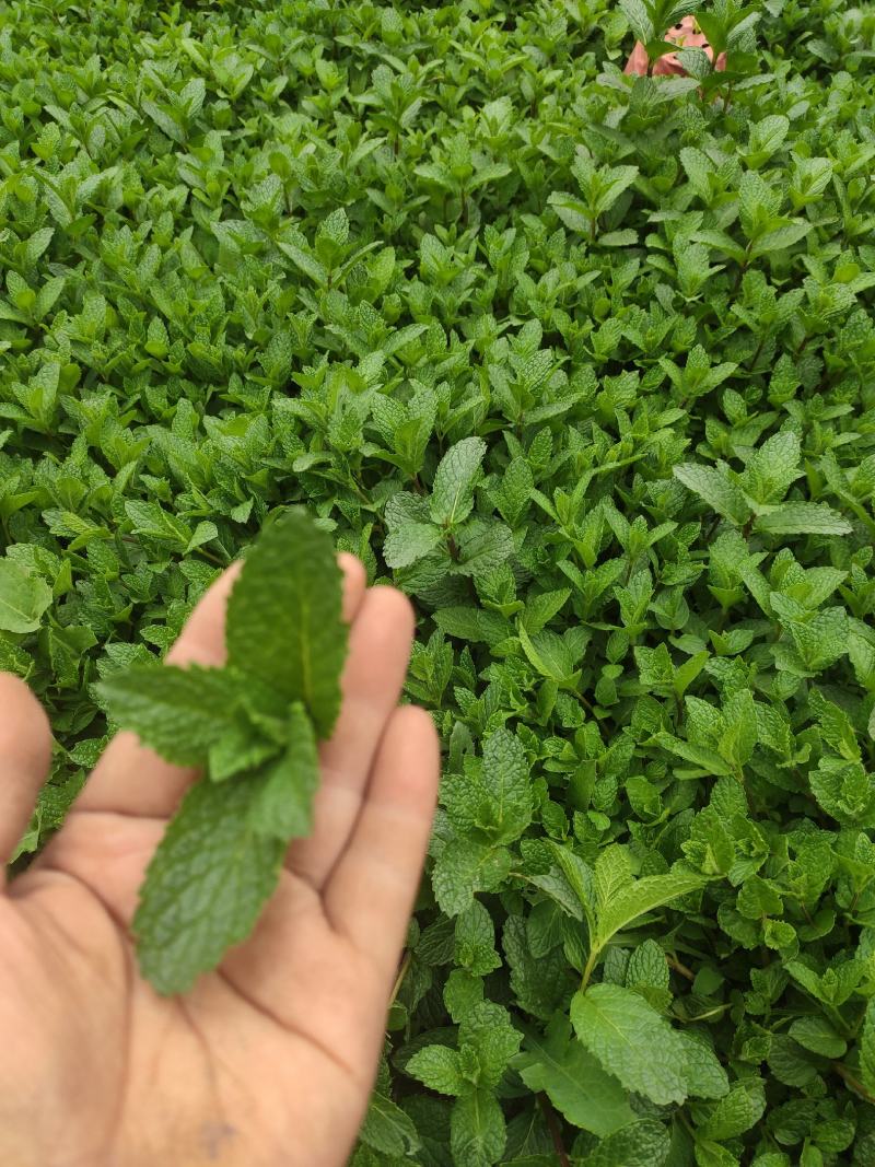 薄荷，嫩薄荷头，盘饰薄荷，装饰薄荷，红杆绿叶薄荷