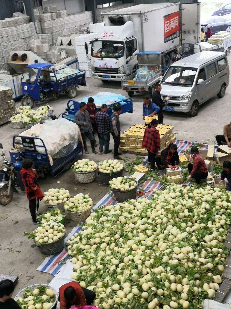 东方蜜甜瓜大量上市价美物好