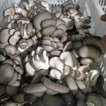 鲜平菇需要请联系，，，