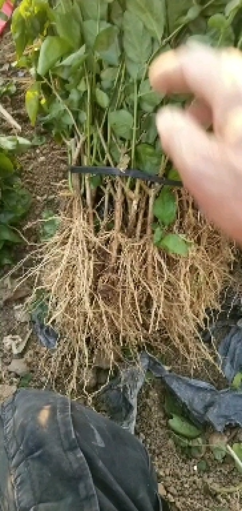 广西横县茉莉花二年苗批发