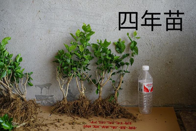 茉莉花苗四年大苗批发
