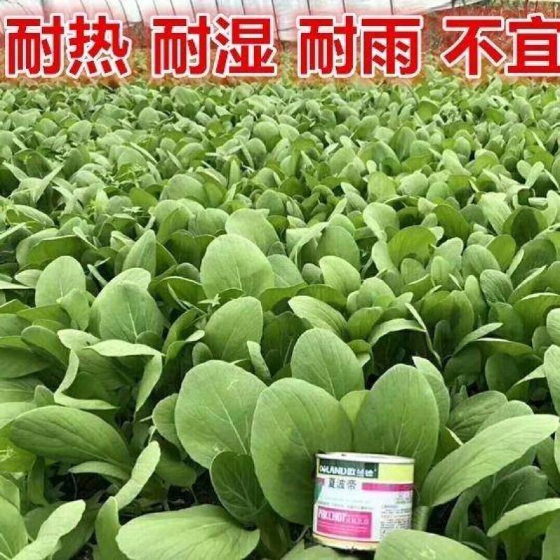 夏波帝青菜种子欧兰德夏波帝青梗菜种子耐湿热越夏