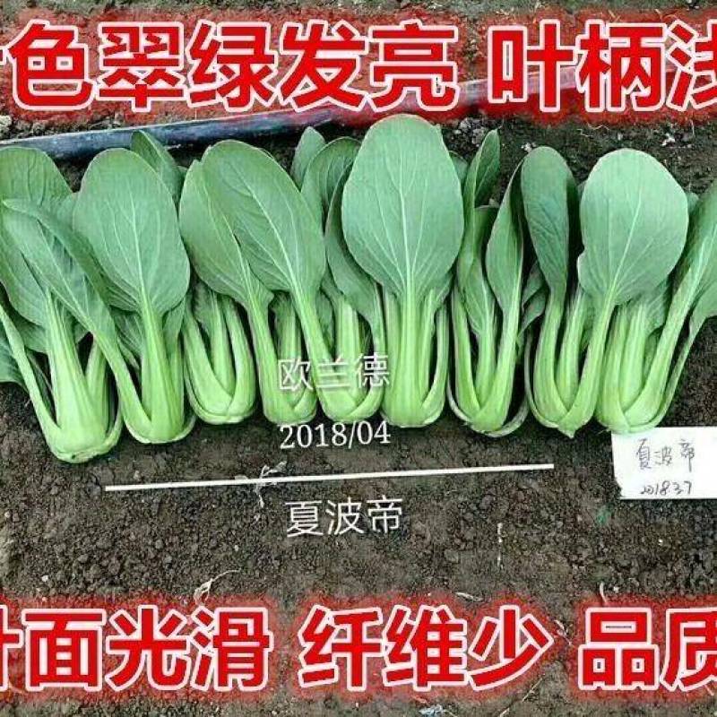 夏波帝青菜种子欧兰德夏波帝青梗菜种子耐湿热越夏