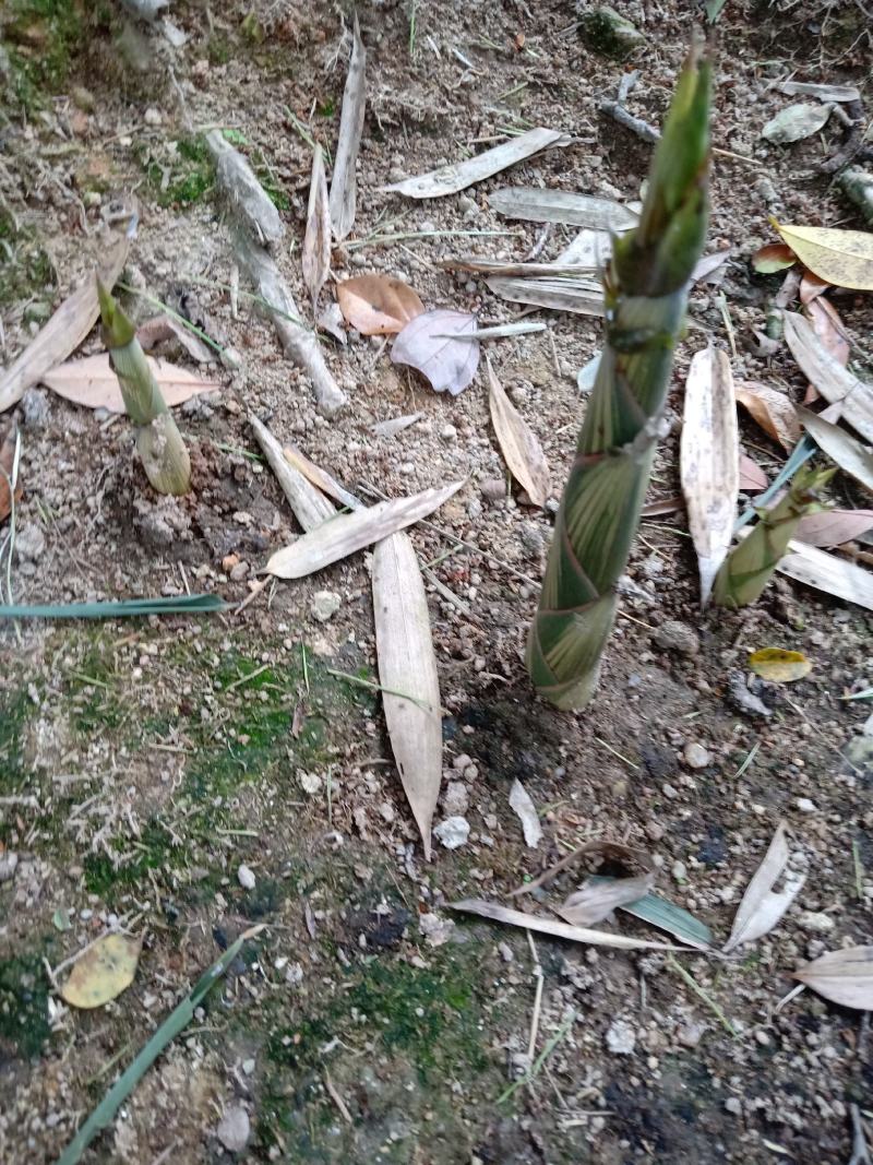 江西小笋白甜笋，实竹笋