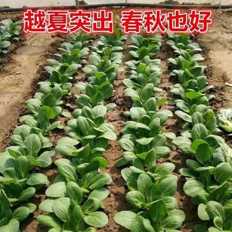 夏波帝青菜种子欧兰德夏波帝青梗菜种子耐湿热越夏