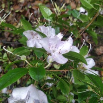 浙江现挖野生杜鹃花根桩