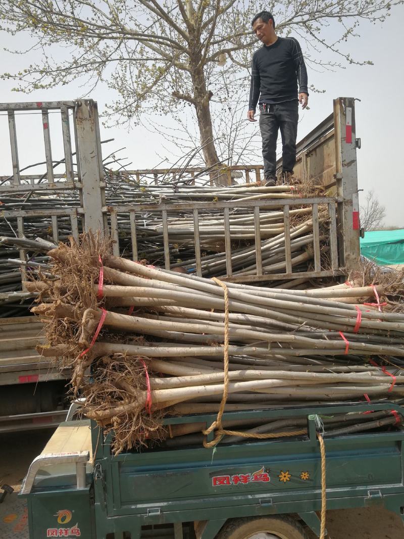核桃树苗2公分核桃苗3公分5公分量大从优占地苗工程苗