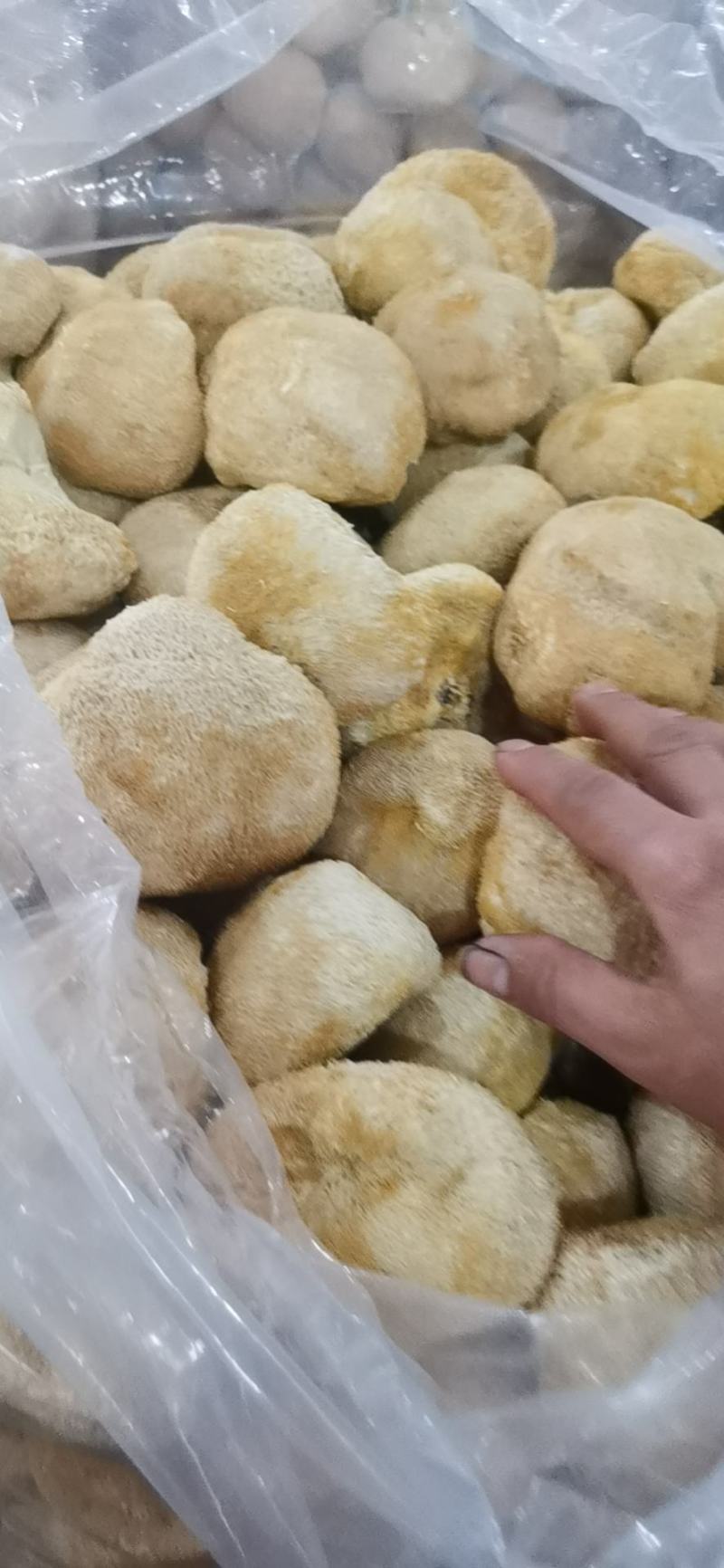 猴头菇猴头菇粉猴头菇大量上市，产地直发，品质保证，