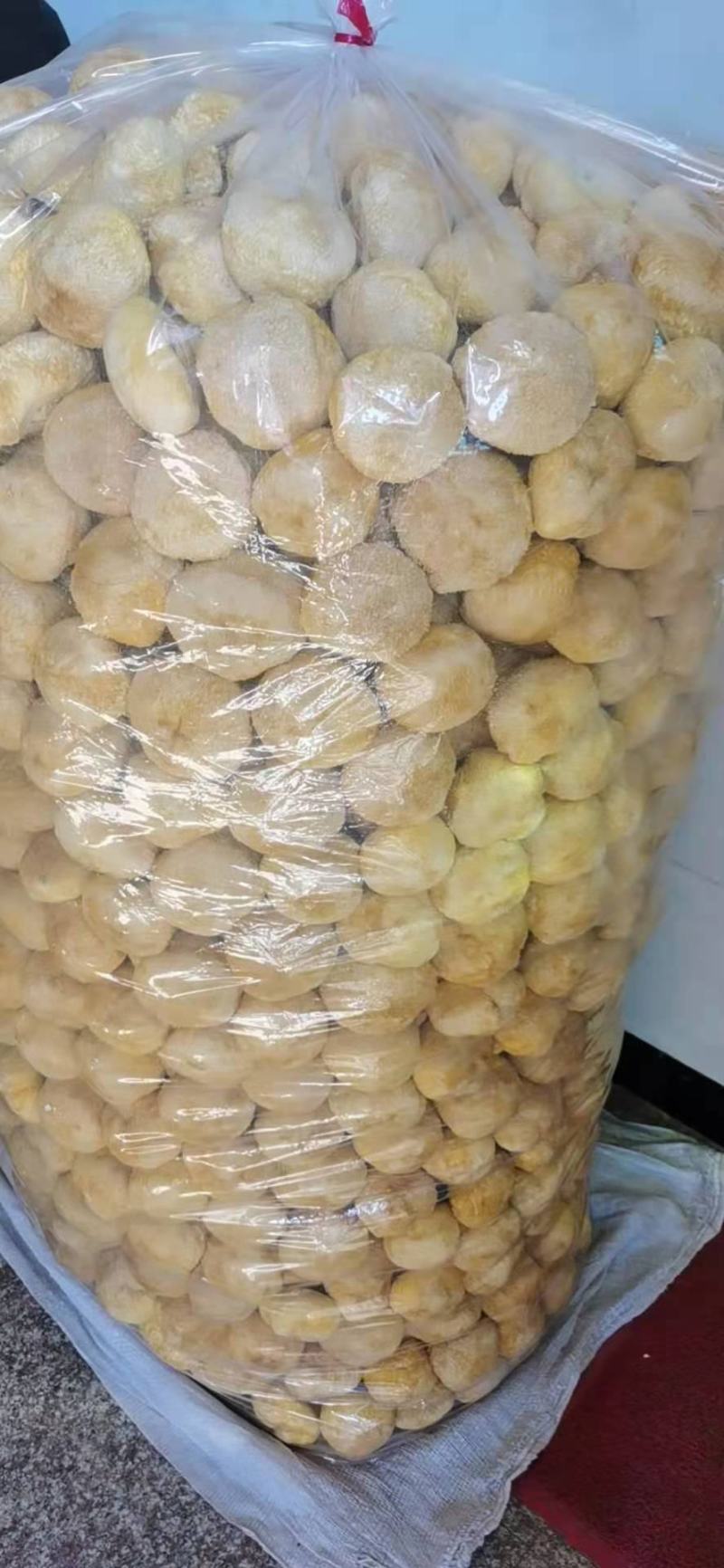 猴头菇猴头菇粉猴头菇大量上市，产地直发，品质保证，