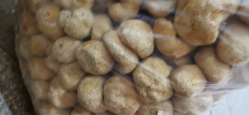 猴头菇猴头菇粉猴头菇大量上市，产地直发，品质保证，