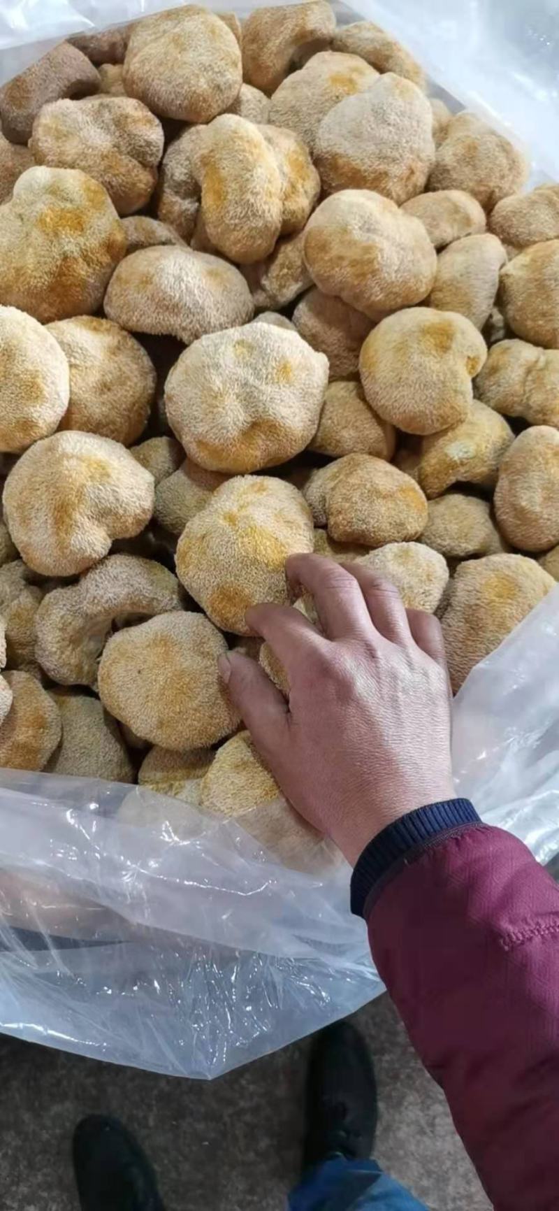 猴头菇猴头菇粉猴头菇大量上市，产地直发，品质保证，