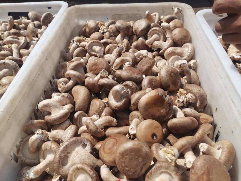 黑面香菇鲜货产地代办量大