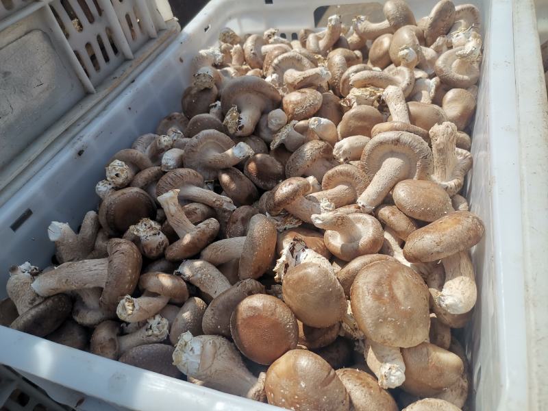 黑面香菇鲜货产地代办量大