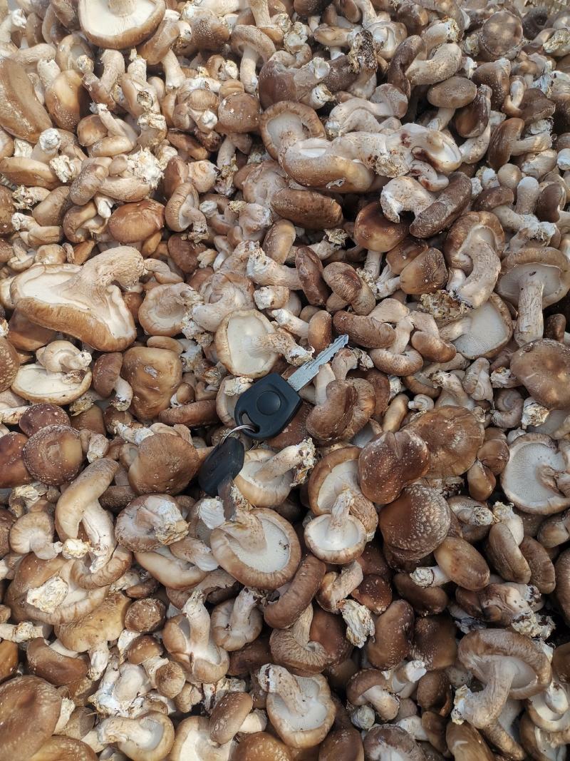 黑面香菇鲜货产地代办量大