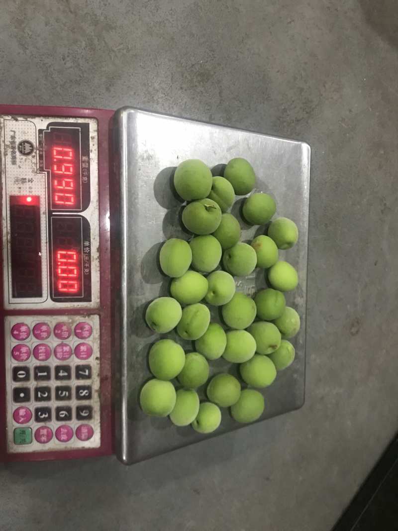 青梅，手摘梅一级大果，每天稳定供货5000斤以上