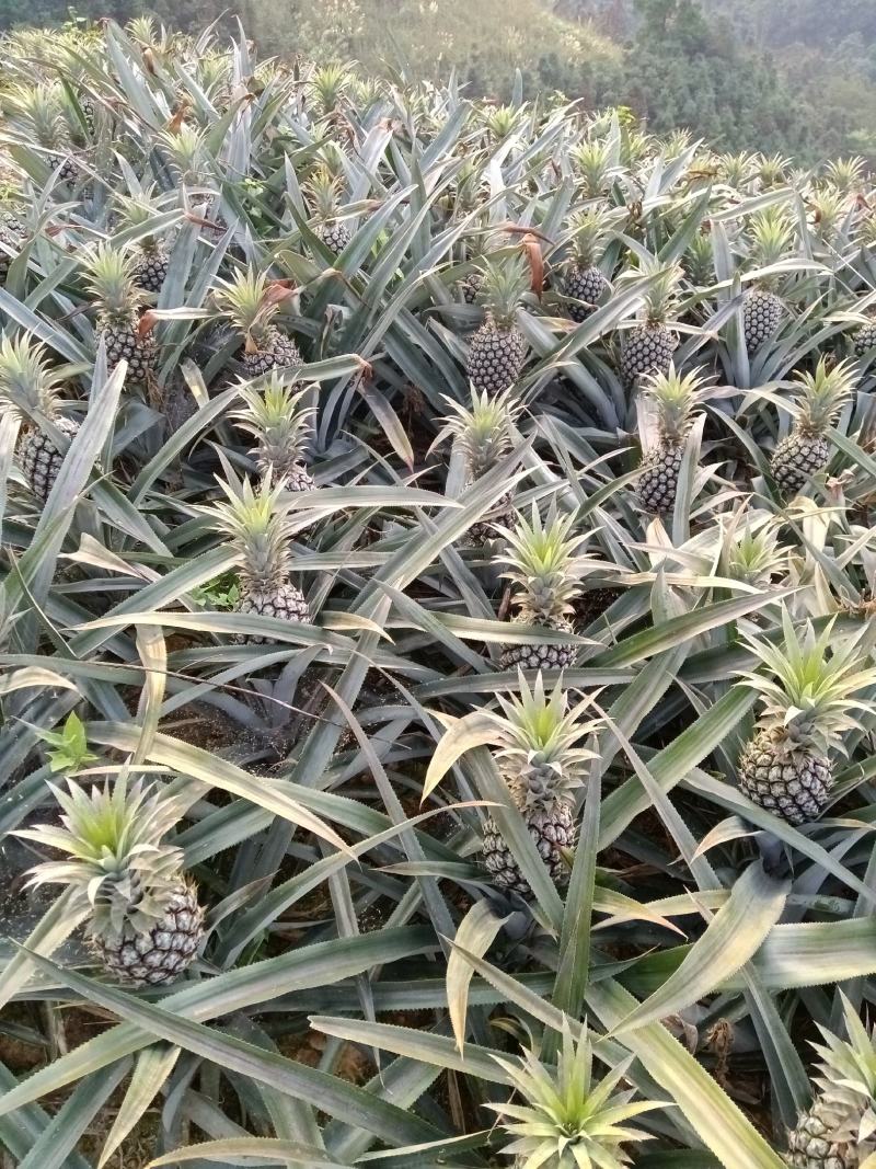 云南香水菠萝产地一收货源