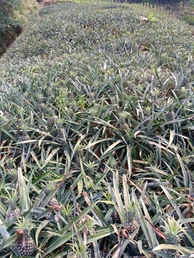 云南香水菠萝产地一收货源