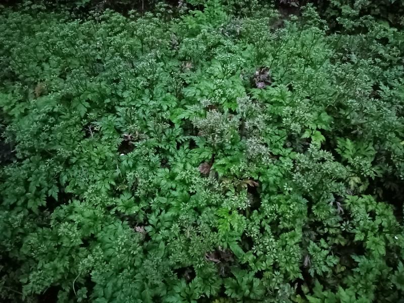 湖北利川高山黄连种子基地直发质量保证欢迎来电