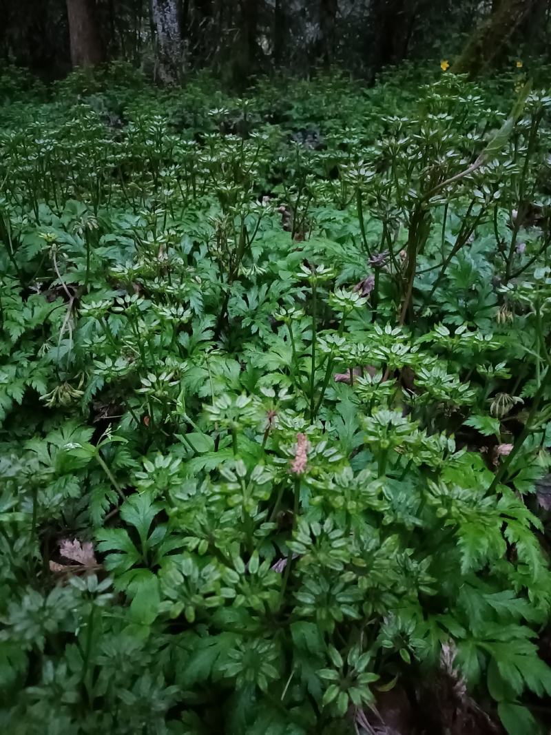 湖北利川高山黄连种子基地直发质量保证欢迎来电