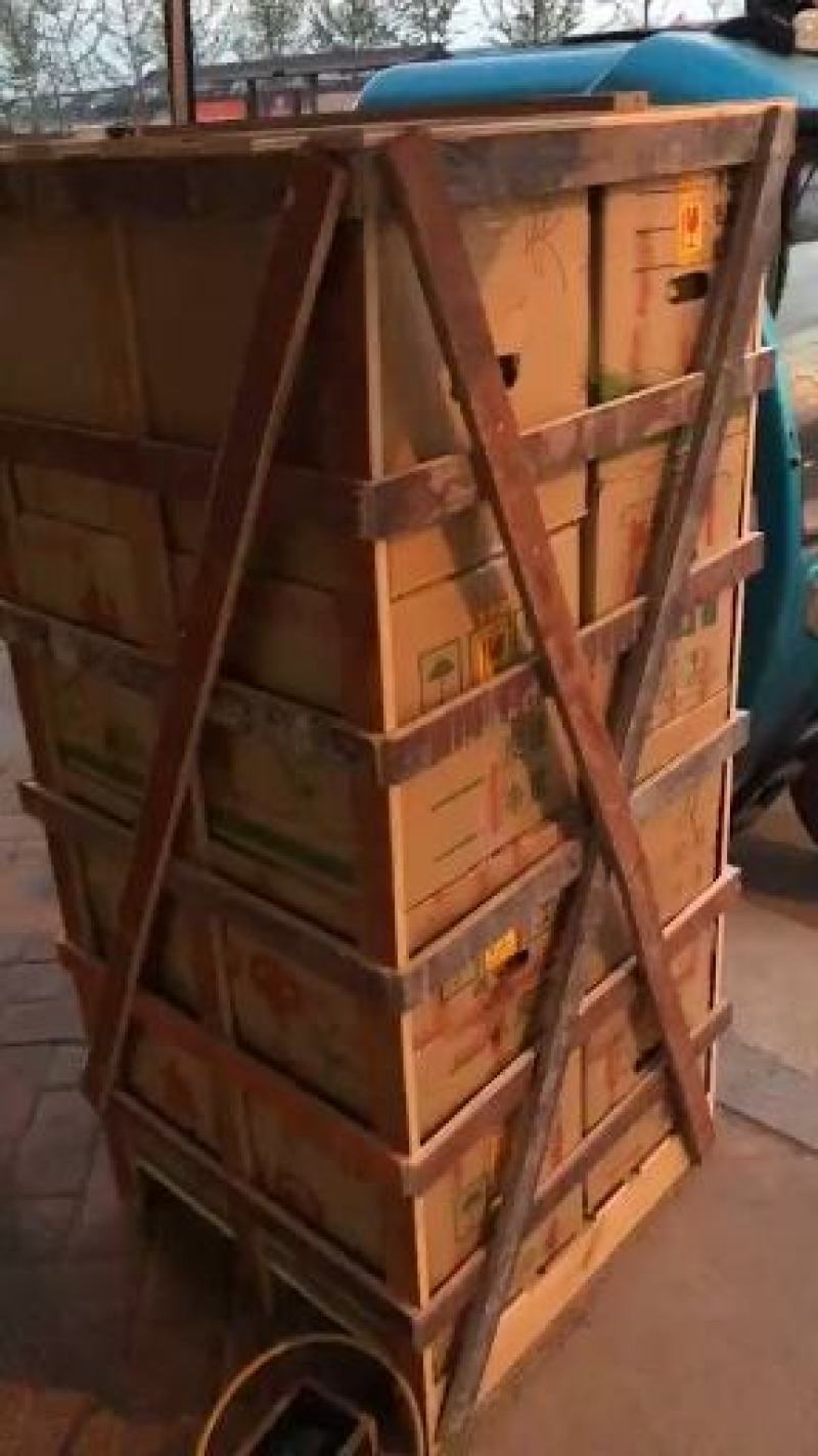 麻鸭种蛋大种麻鸭种蛋受精蛋可孵化蛋养殖场直销