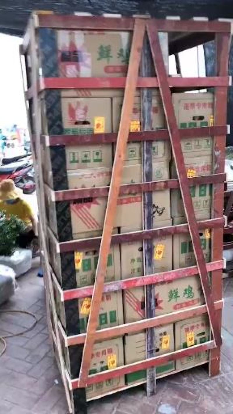 麻鸭种蛋大种麻鸭种蛋受精蛋可孵化蛋养殖场直销