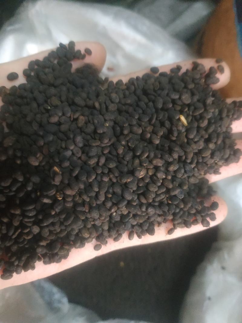 补骨脂～量大优惠～1公斤起售欢迎咨询采购