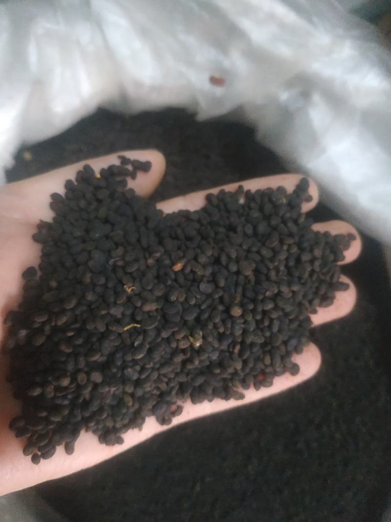补骨脂～量大优惠～1公斤起售欢迎咨询采购